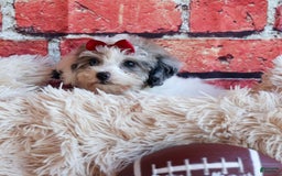 Bichpoo dogs for sale: Babe - Image 4