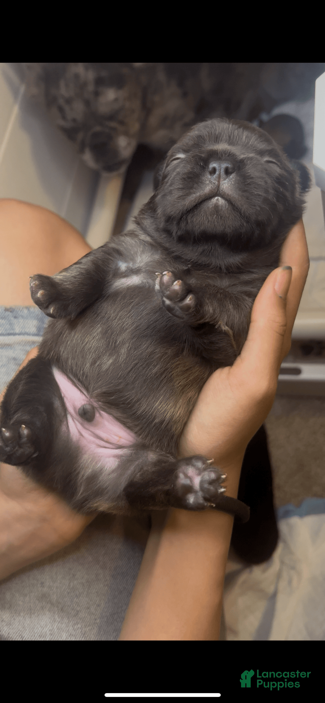 French Bulldog dogs for sale: Jelly Belly The Fluffy - Image 1