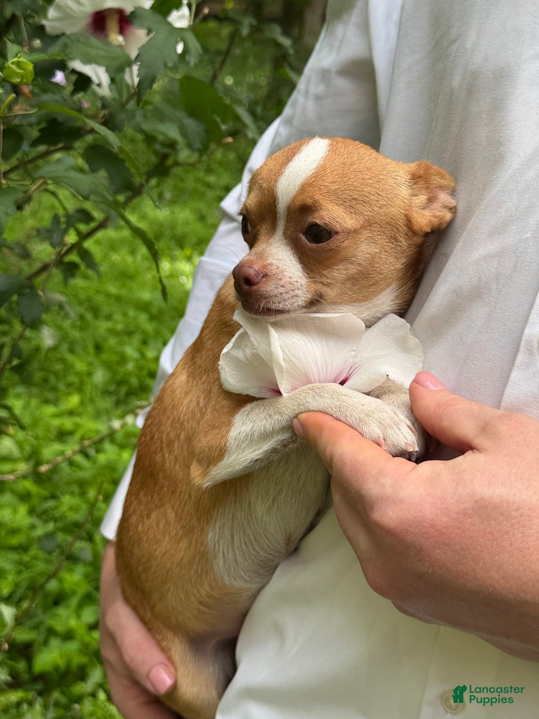 Chihuahua dogs for sale: Chihuahua 2 puppies - Image 24