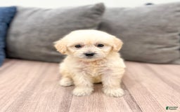 Mini Goldendoodle dogs for sale: Betty - Image 8