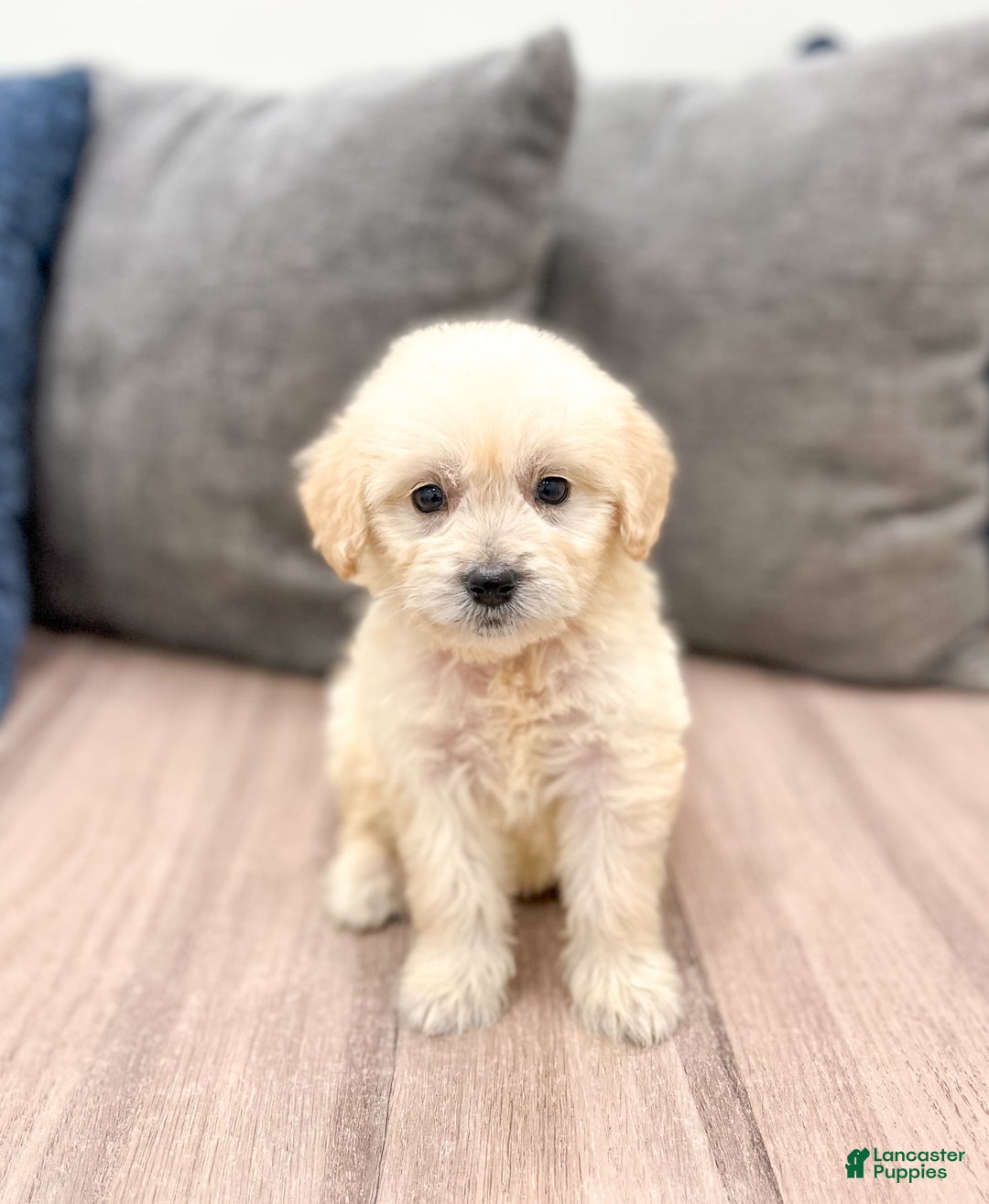 Mini Goldendoodle dogs for sale: Betty - Image 8