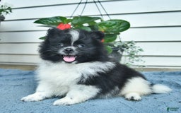Pomeranian dogs for sale: Washington - Image 2