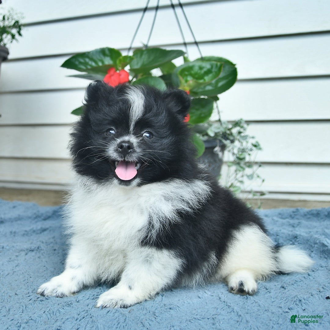 Pomeranian dogs for sale: Washington - Image 2