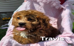 Cavapoo dogs for sale: Travis - Image 3