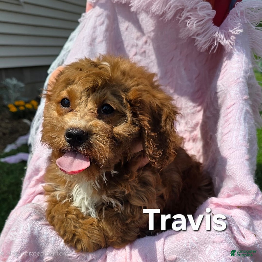 Cavapoo dogs for sale: Travis - Image 3