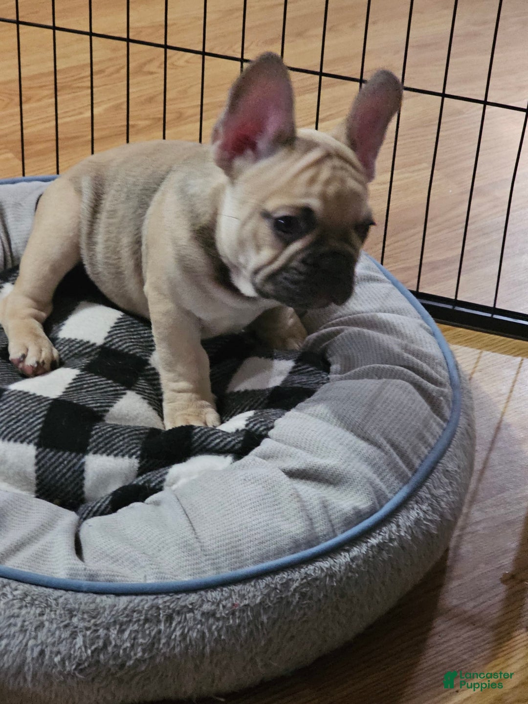French Bulldog dogs for sale: Chocolate - Image 3