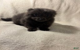 Pomeranian dogs for sale: Blue Boy - Image 3