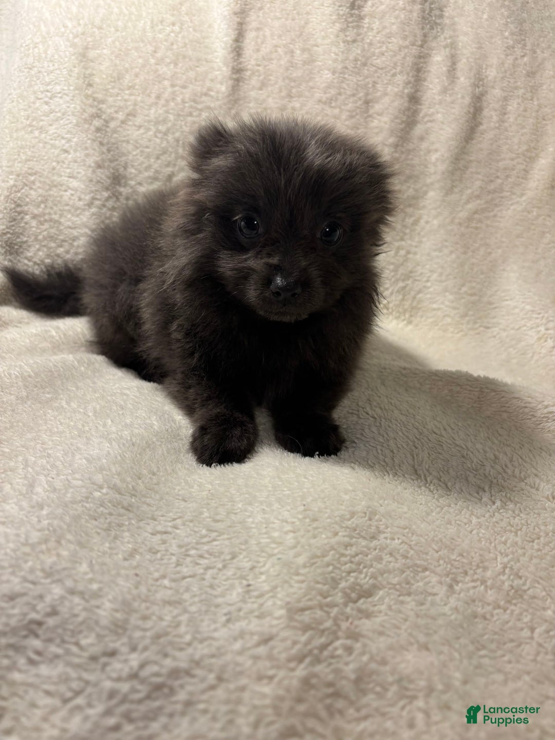 Pomeranian dogs for sale: Blue Boy - Image 3