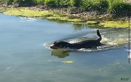 Greater Swiss Mountain Dog dogs for sale: Bella - Image 3