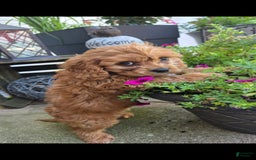 Cavapoo dogs for sale: Theo - Image 9