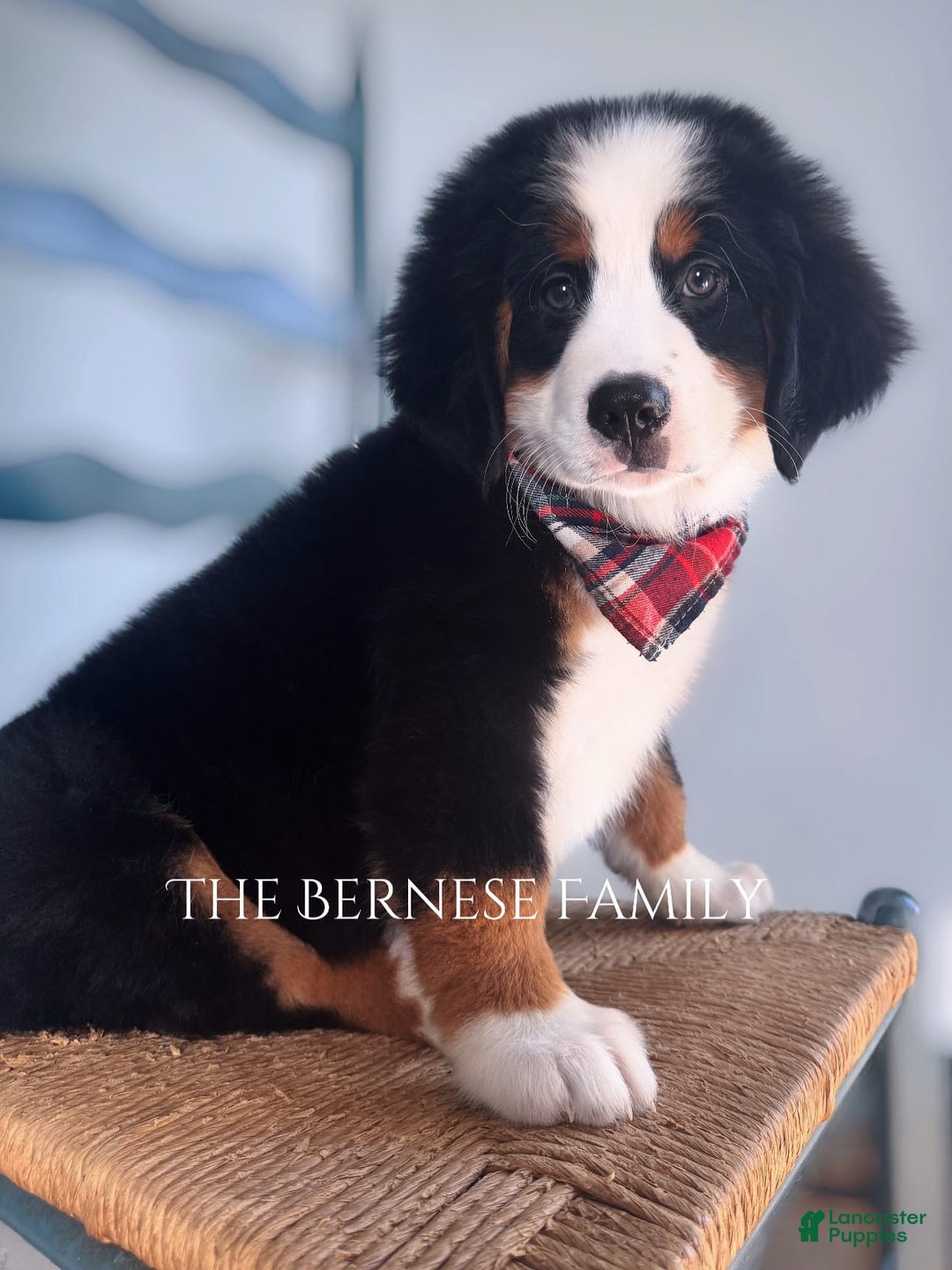 Bernese Mountain Dog dogs for sale: Male - Image 6
