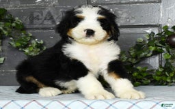 Bernedoodle dogs for sale: Dustin - Image 6