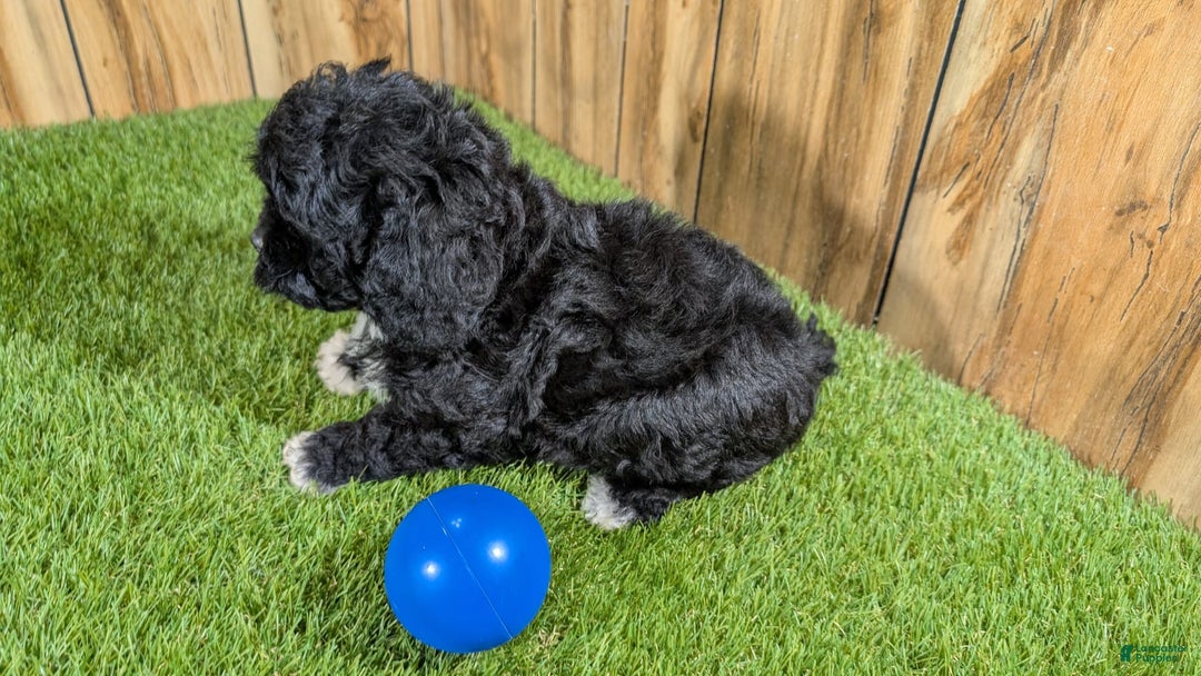Cavapoo dogs for sale: Kaylee Boy - Image 6