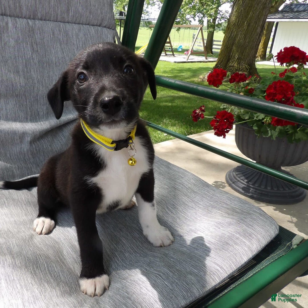 Border Collie dogs for sale: Justin - Image 2