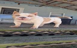 American Bully dogs for stud: T-REX - Image 6