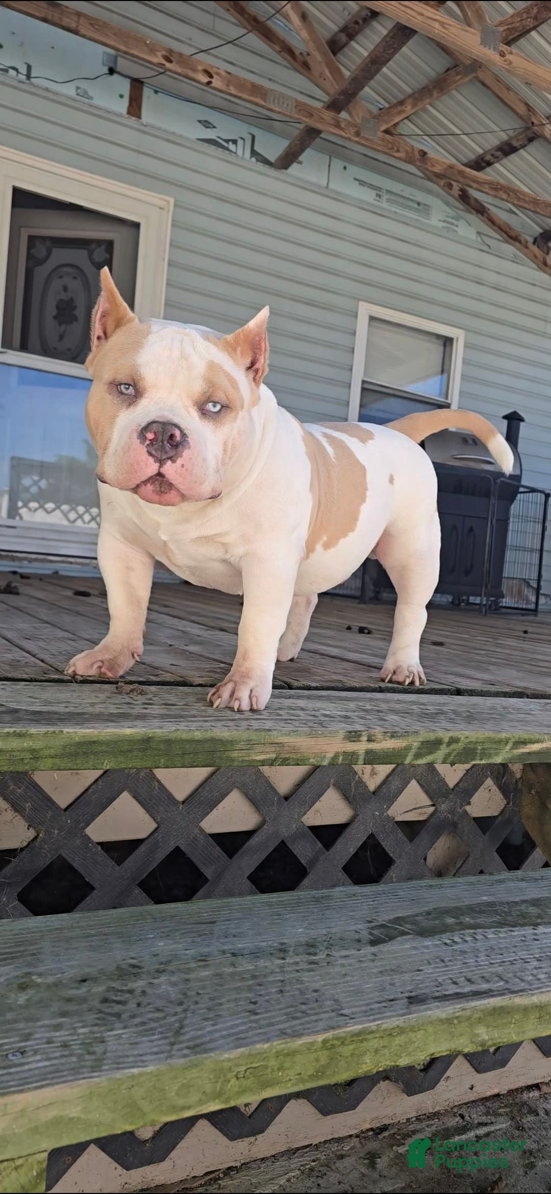 American Bully dogs for stud: T-REX - Image 6