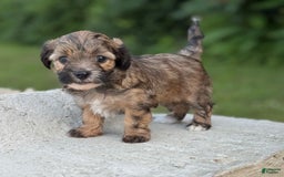 Yorkiepoo dogs for sale: Theo - Image 2