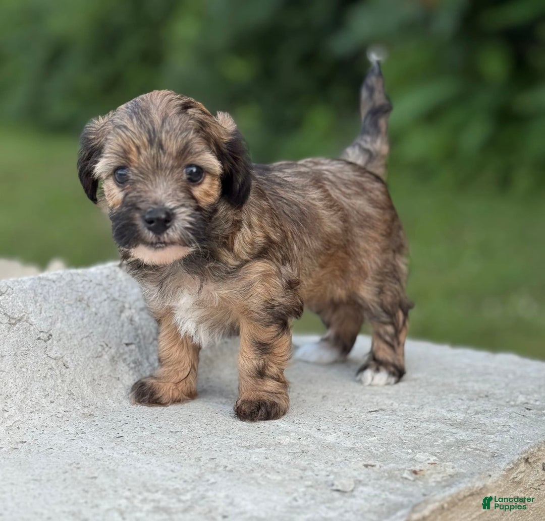 Yorkiepoo dogs for sale: Theo - Image 2