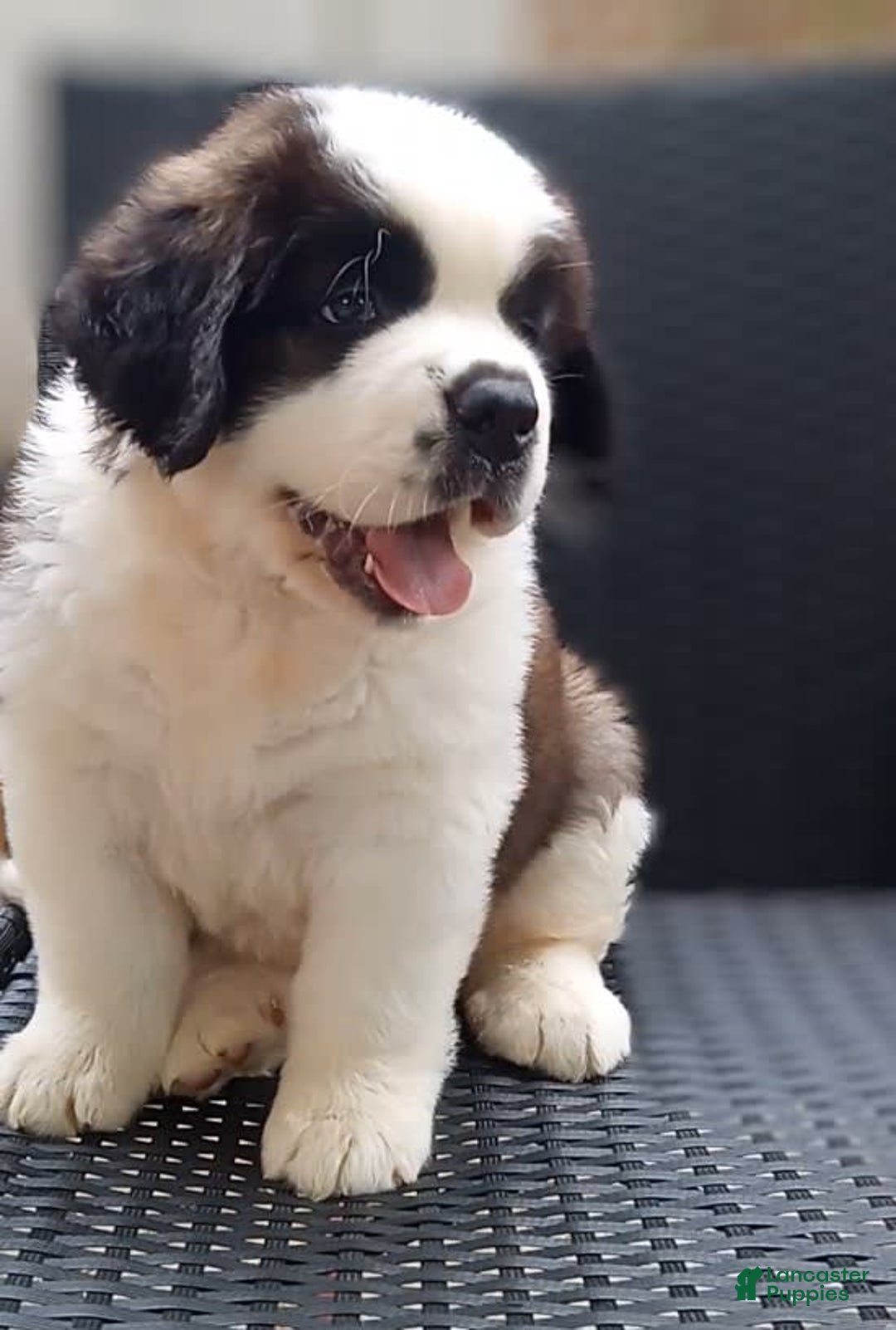 Saint Bernard dogs for sale: Bizarre - Image 2
