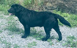 Labrador Retriever dogs for sale: Norman - Image 4