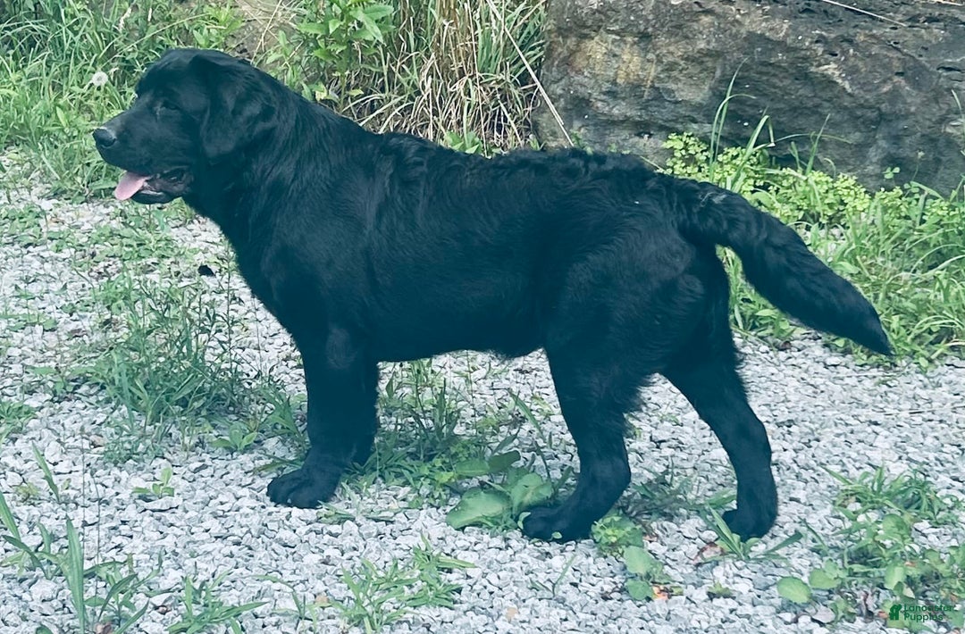 Labrador Retriever dogs for sale: Norman - Image 4