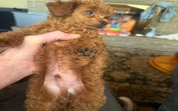 Toy Poodle dogs for sale: Buck - Image 3