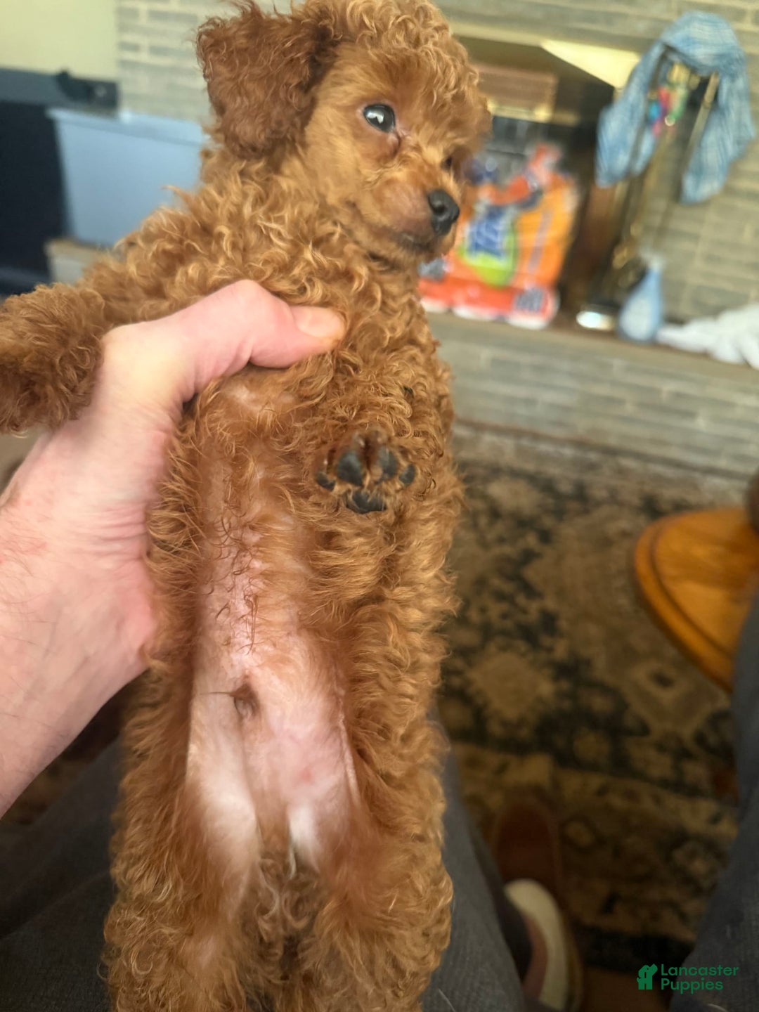 Toy Poodle dogs for sale: Buck - Image 3