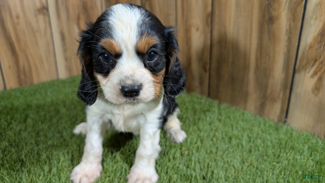 Cavalier King Charles Spaniel dogs for sale: Stardust Boy 2 - Image 7