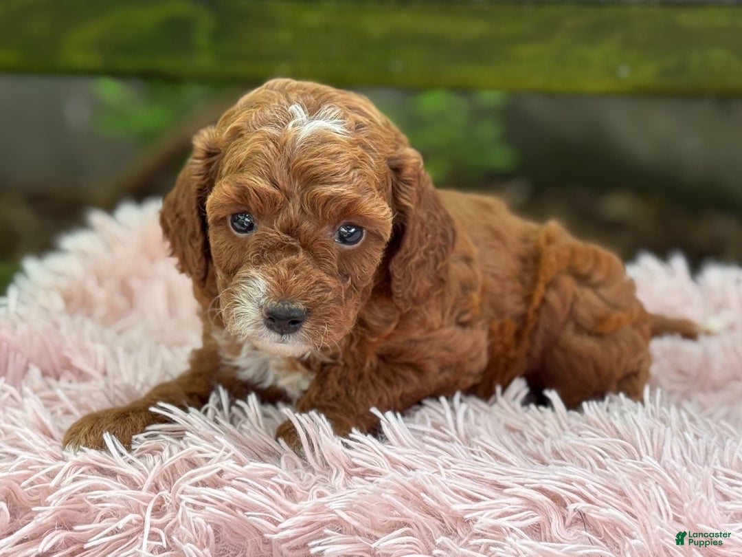 Cavapoo dogs for sale: Bella - Image 7