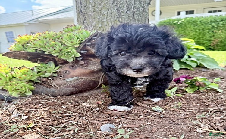 Miniature Poodle dogs for sale - Ad 2