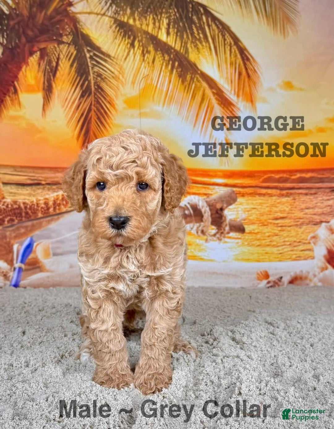 Standard Poodle dogs for sale: George Jefferson - Image 12