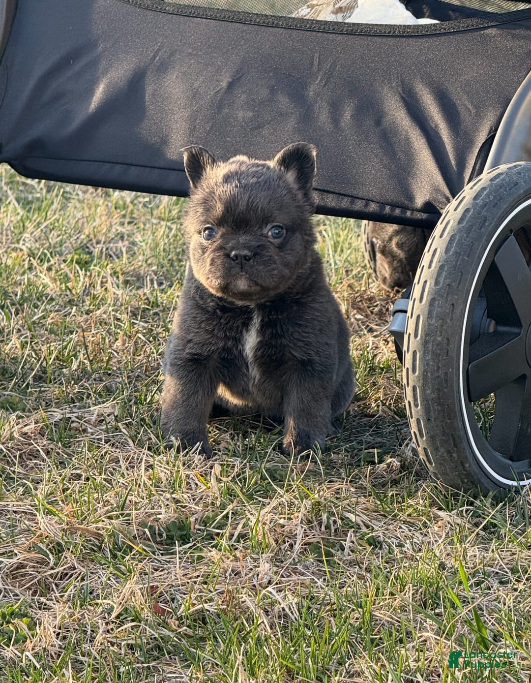 French Bulldog dogs for sale: Biscuit - Image 1