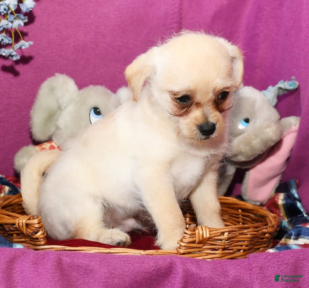 Chihuahua dogs for sale: Chip - Image 15