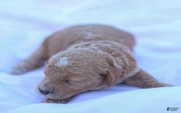 Goldendoodle dogs for sale: Olivia - Image 5
