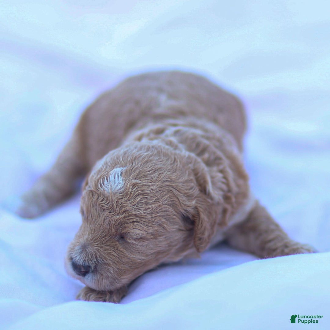 Goldendoodle dogs for sale: Olivia - Image 5