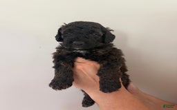 Bernedoodle dogs for sale: Royal Blue Boy - Image 2