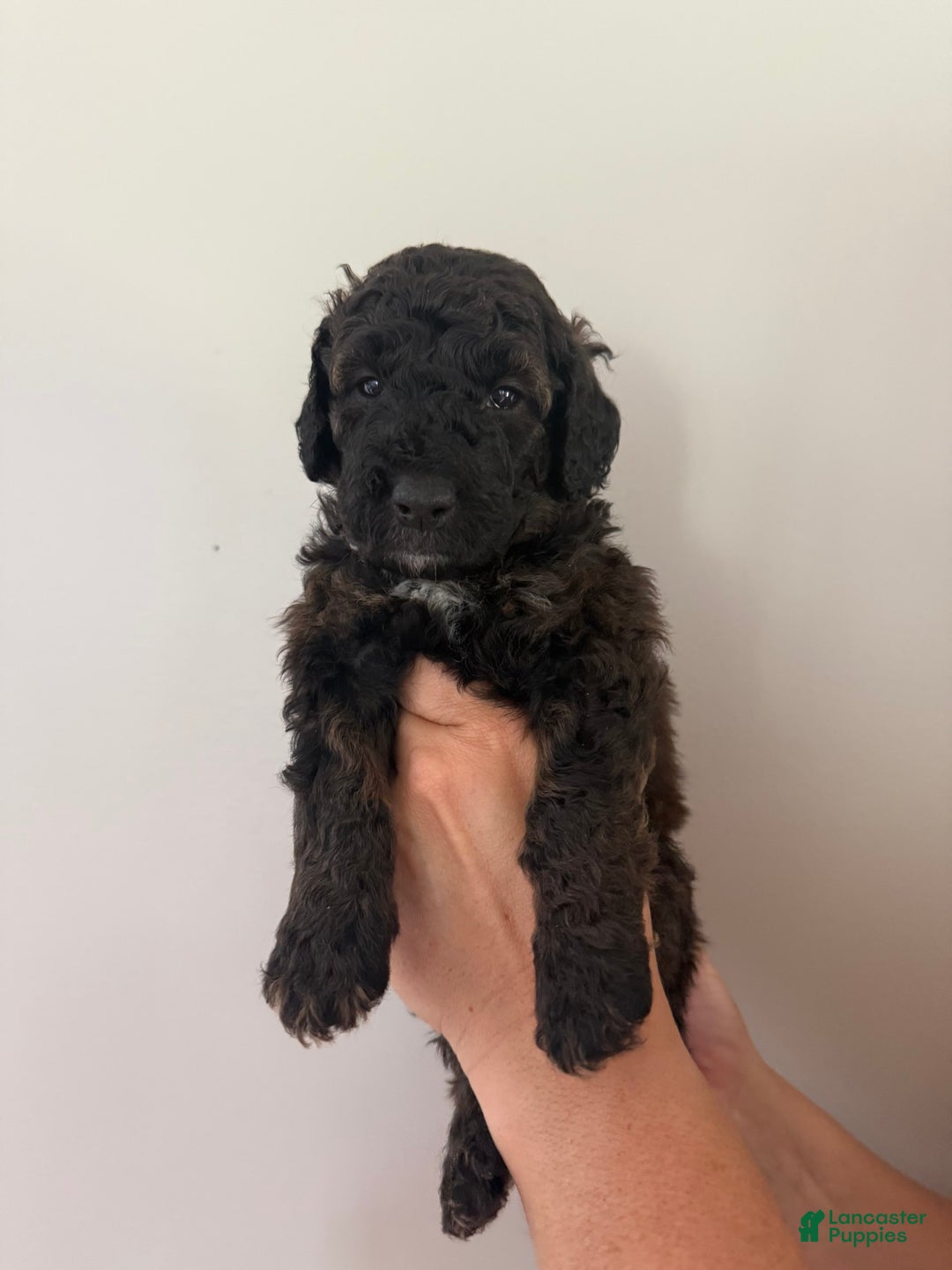 Bernedoodle dogs for sale: Royal Blue Boy - Image 2
