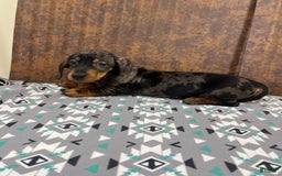 Miniature Dachshund dogs for sale: Miniature Dachshund 3 puppies - Image 2