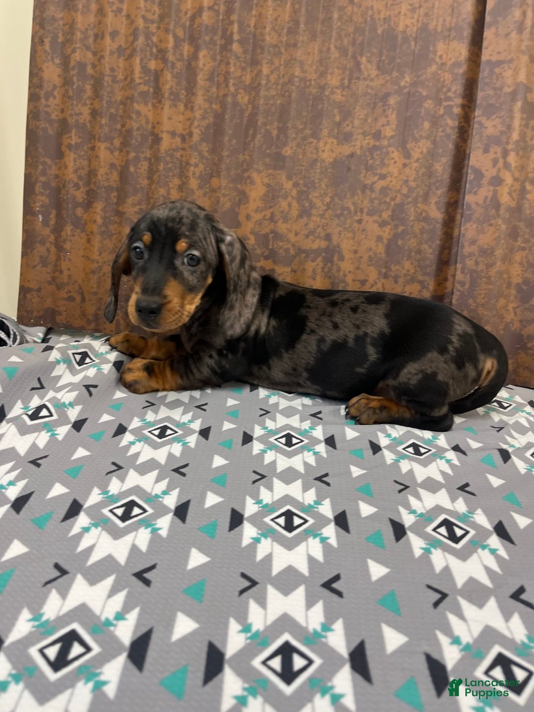 Miniature Dachshund dogs for sale: Miniature Dachshund 3 puppies - Image 2