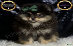 Pomeranian dogs for sale: Bingo - Image 4