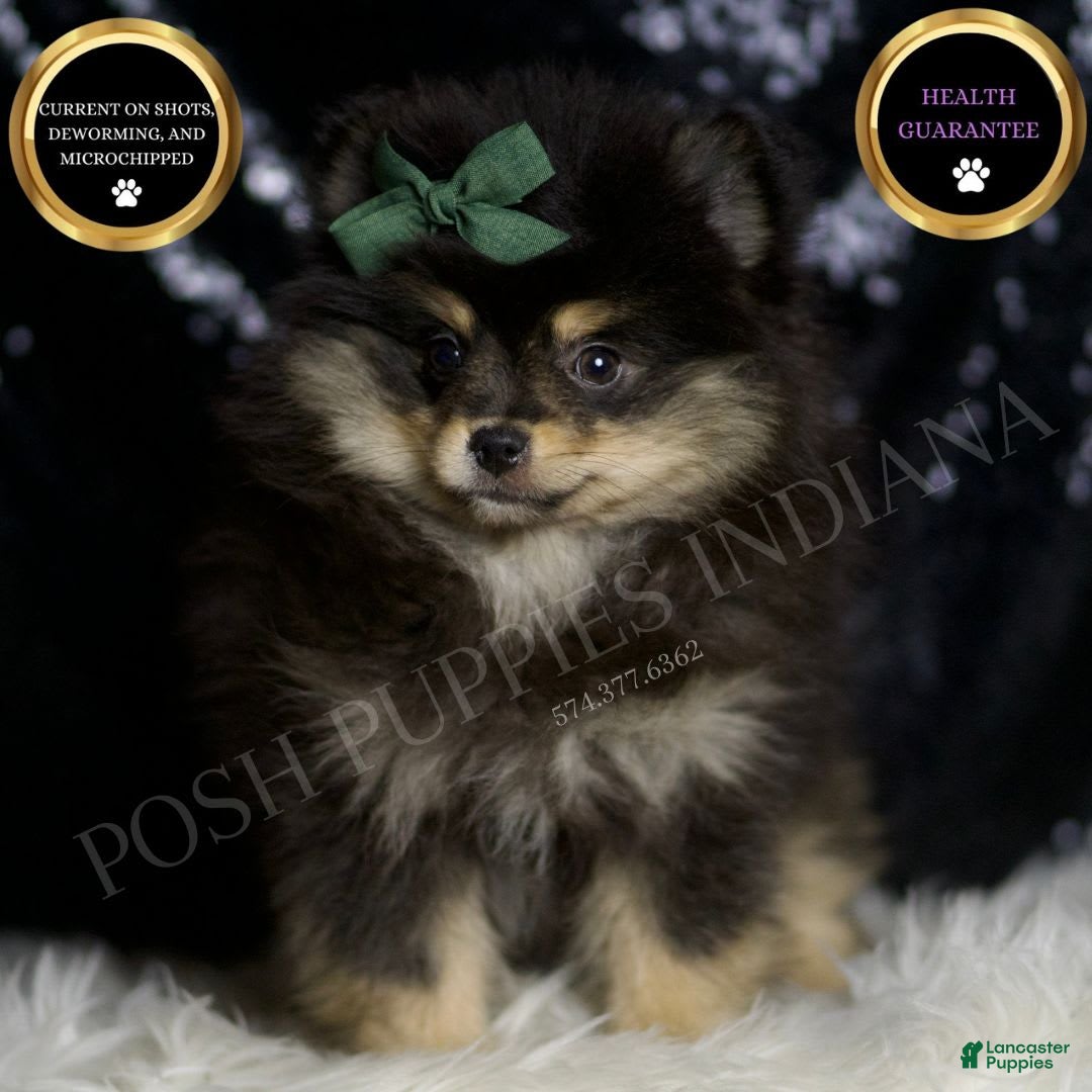 Pomeranian dogs for sale: Bingo - Image 4