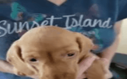 Dachshund dogs for sale: Taz - Image 2