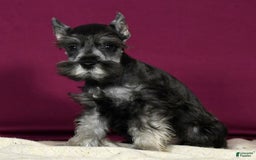 Miniature Schnauzer dogs for sale: Kermit - Image 5