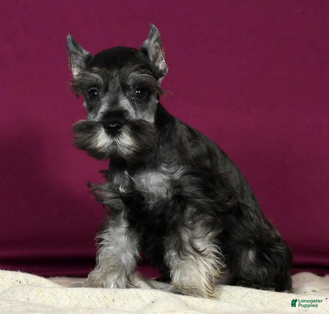 Miniature Schnauzer dogs for sale: Kermit - Image 5