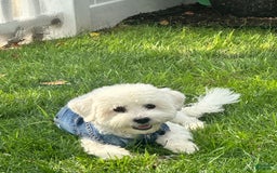 Bichpoo dogs for sale: Rocky - Image 4