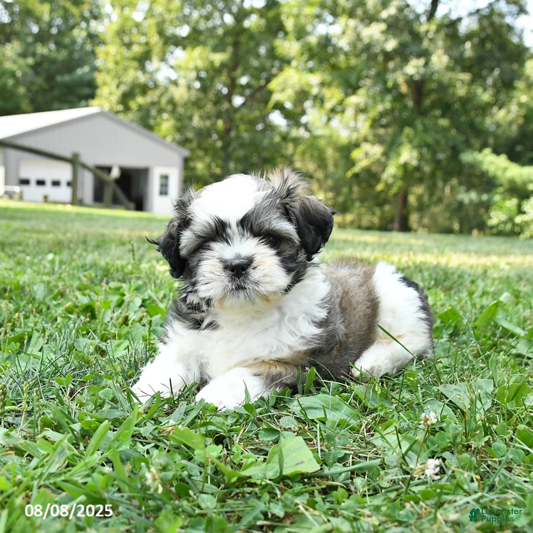 Shih Tzu dogs for sale: Shih Tzu 2 puppies - Image 9