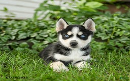 Pomsky dogs for sale: Kibbles - Image 4