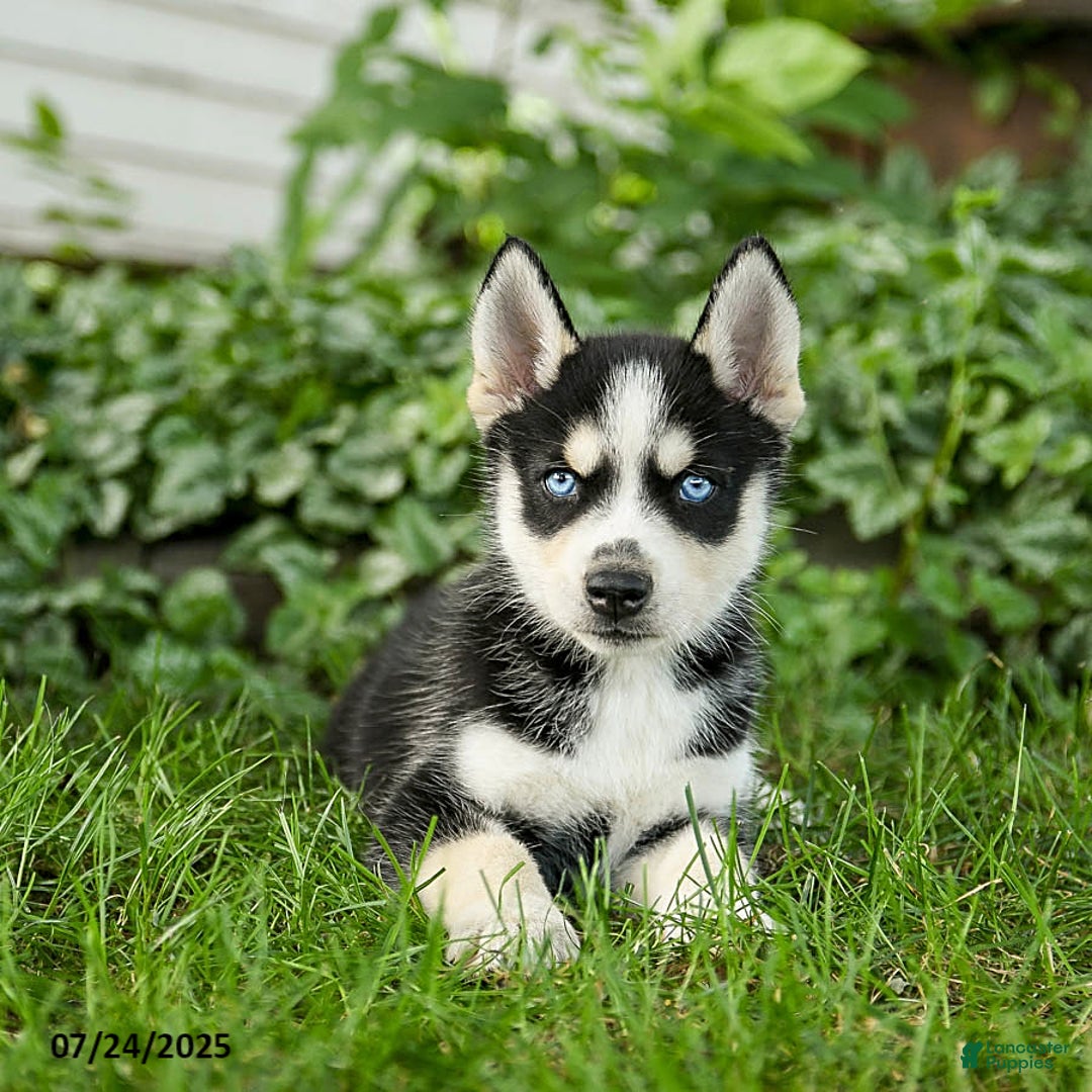 Pomsky dogs for sale: Kibbles - Image 4