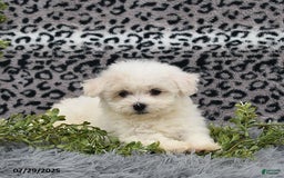 Havanese dogs for sale: Carmen - Image 5