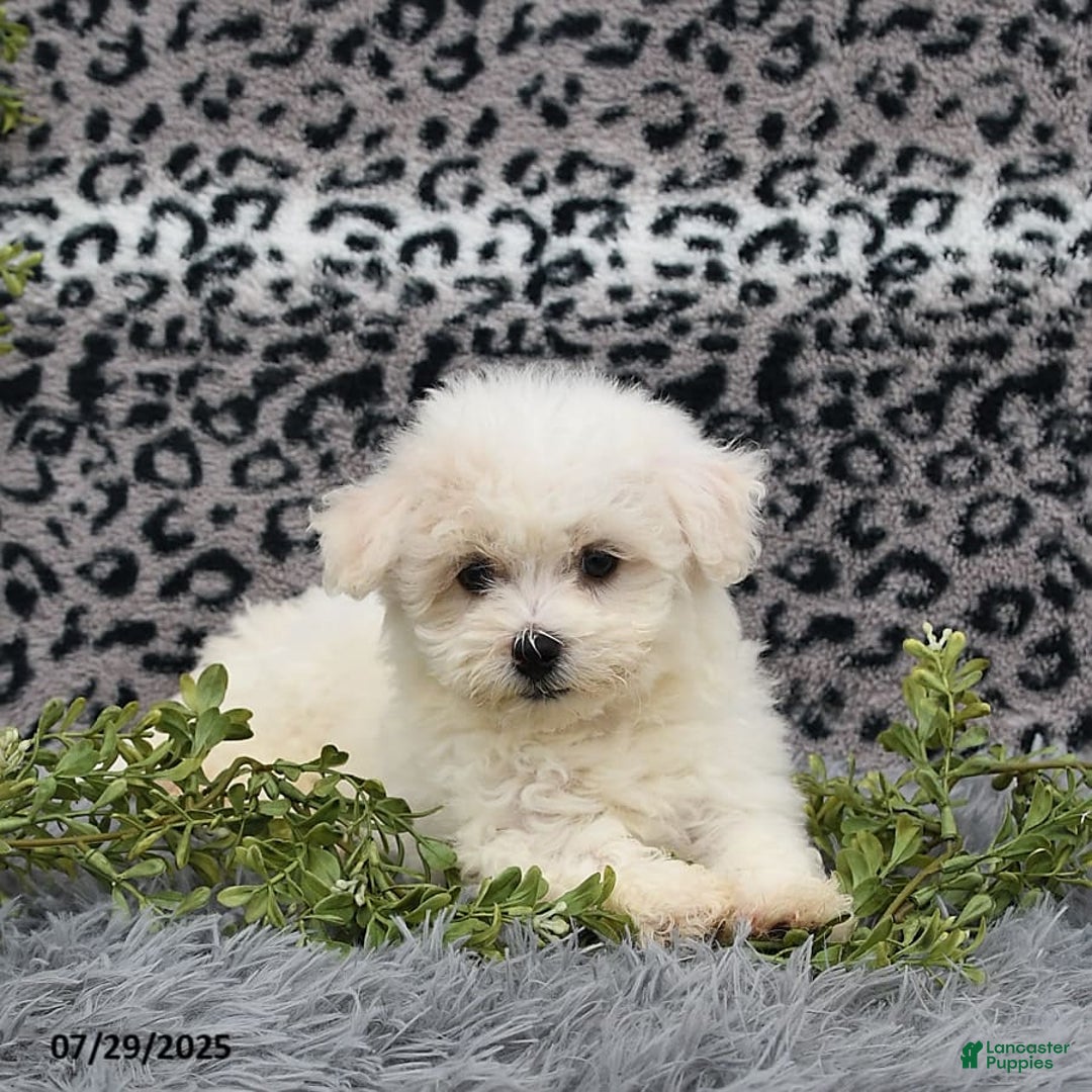 Havanese dogs for sale: Carmen - Image 5